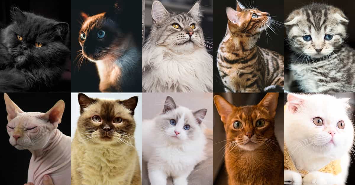 top 10 cat breeds