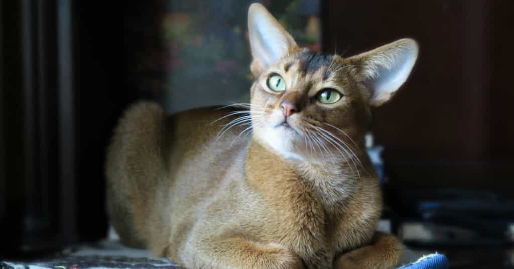 Abyssinian cat - kitocat