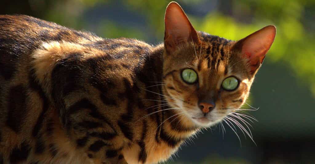 Bengal cat - kitocat