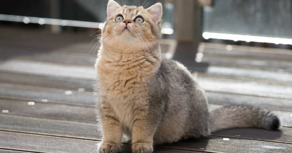 British Shorthair cat - kitocat