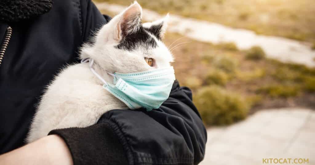 Cat Respiratory Issues