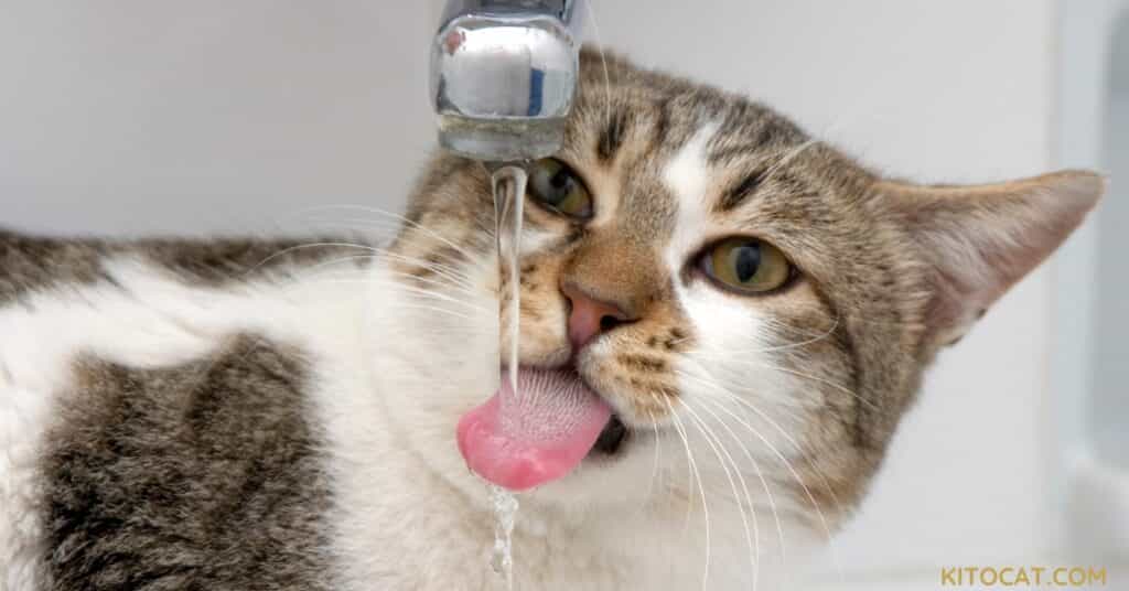 Cat Water Drinking