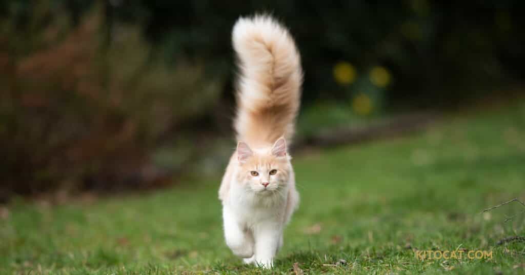 Cats Tail