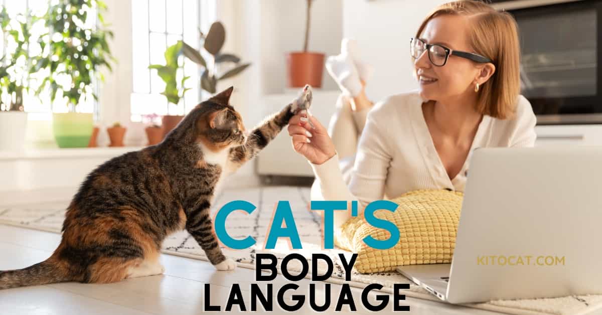 Understanding Cat Behaviors and Body Language