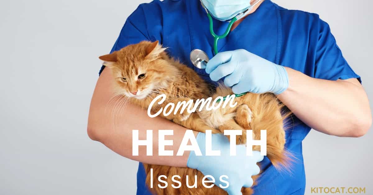 Common Cat Health Issues