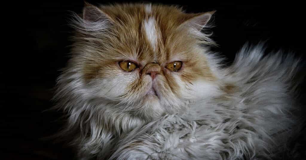 Persian cats - kitocat
