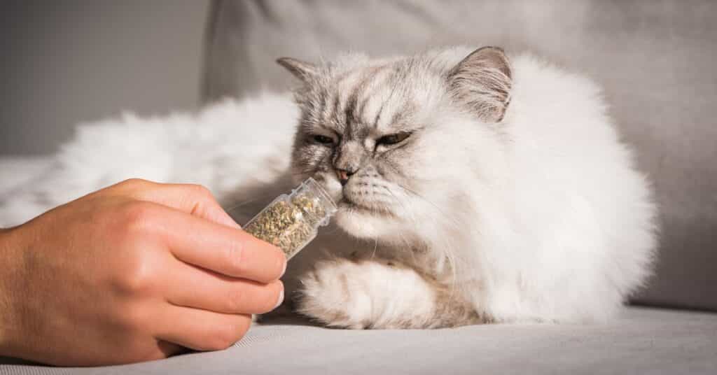 Cat Herbal Remedies