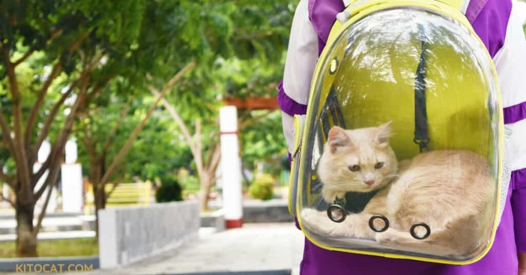 Traveling with a Cat