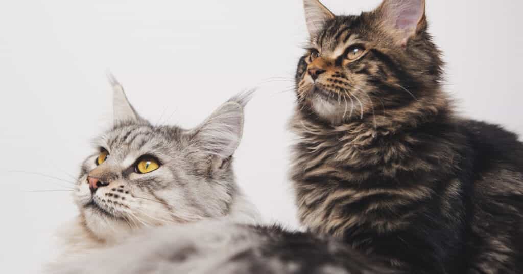 Maine Coon cats - kitocat