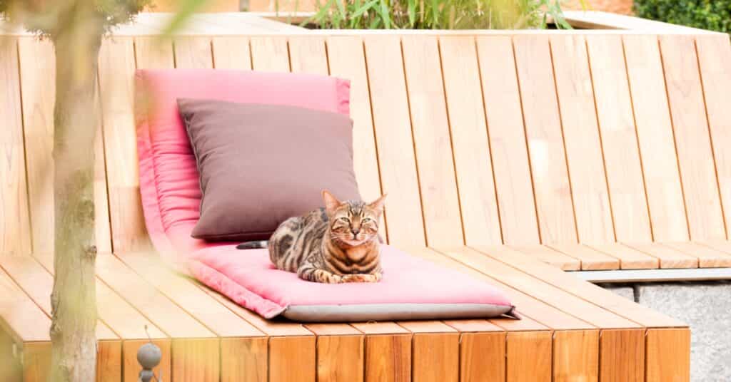 Outdoor Cat Safety
