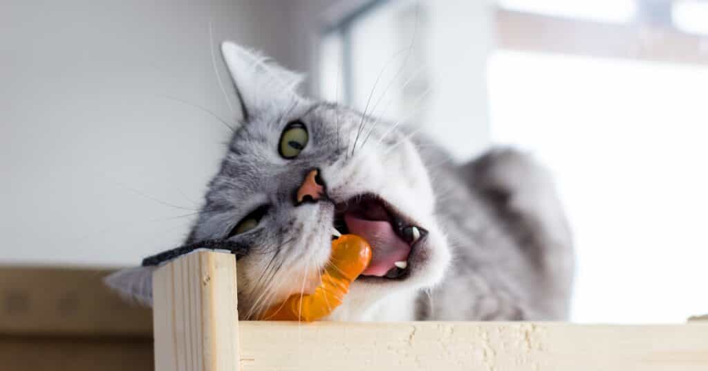 cat Dental Chews and Toys