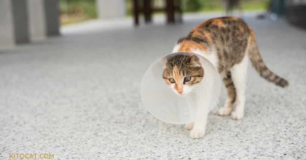 Spaying or Neutering Your Cat
