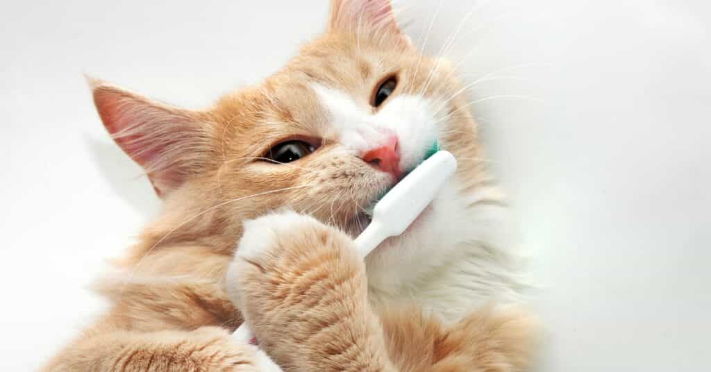 cat teeth brushing