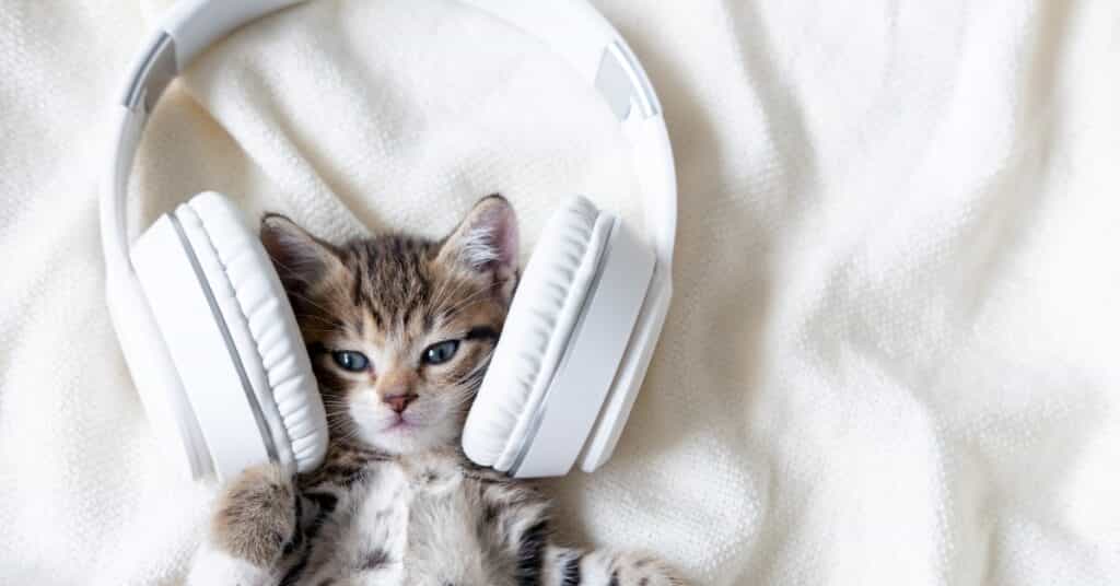 cat listening music