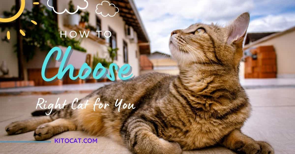 How to Choose the Right Cat