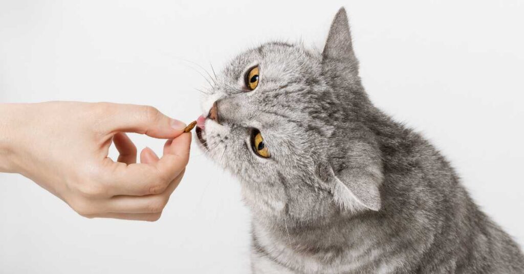 Cat Treats for Snacking